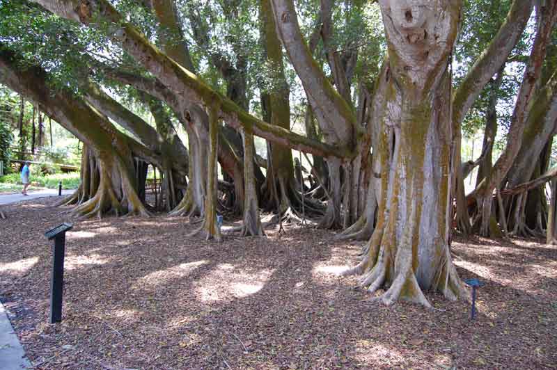 Banyan tree